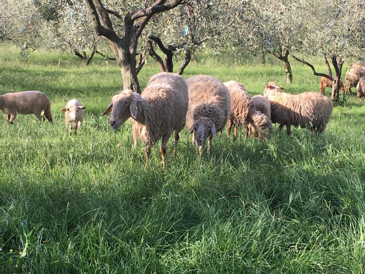 Agriturismo Casa Rosa Verona Exteriör bild